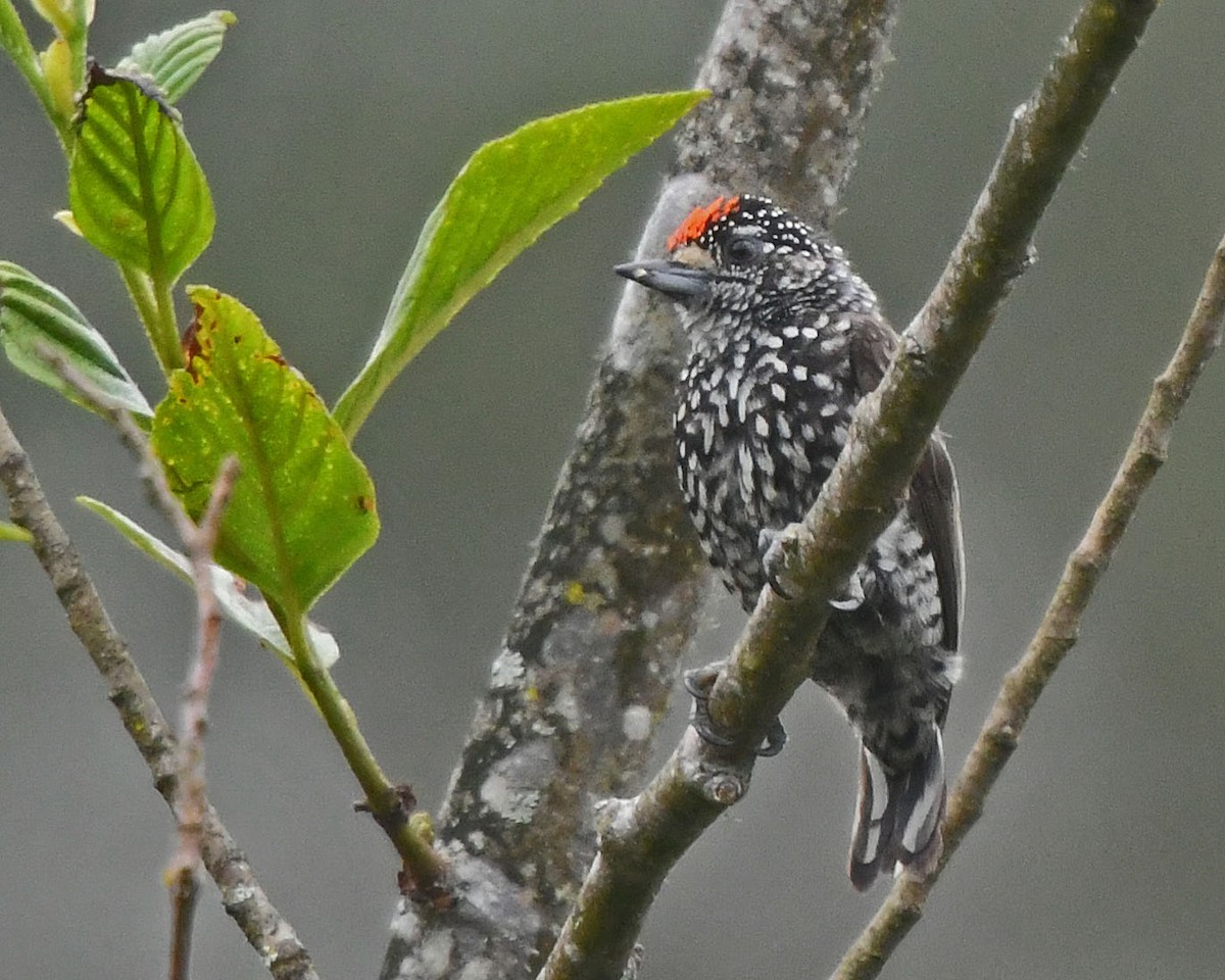 Speckle-chested Piculet - Tini & Jacob Wijpkema