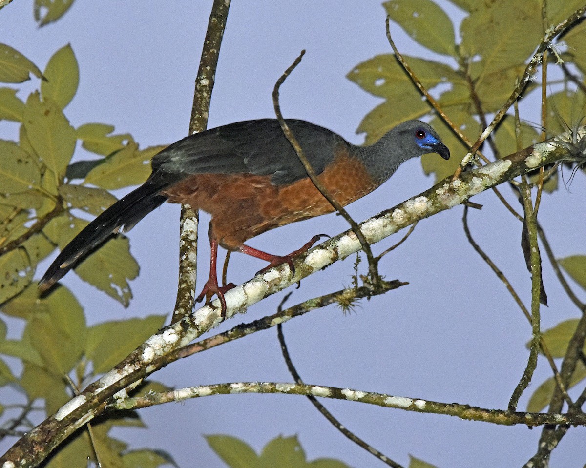 Sickle-winged Guan - ML205811161