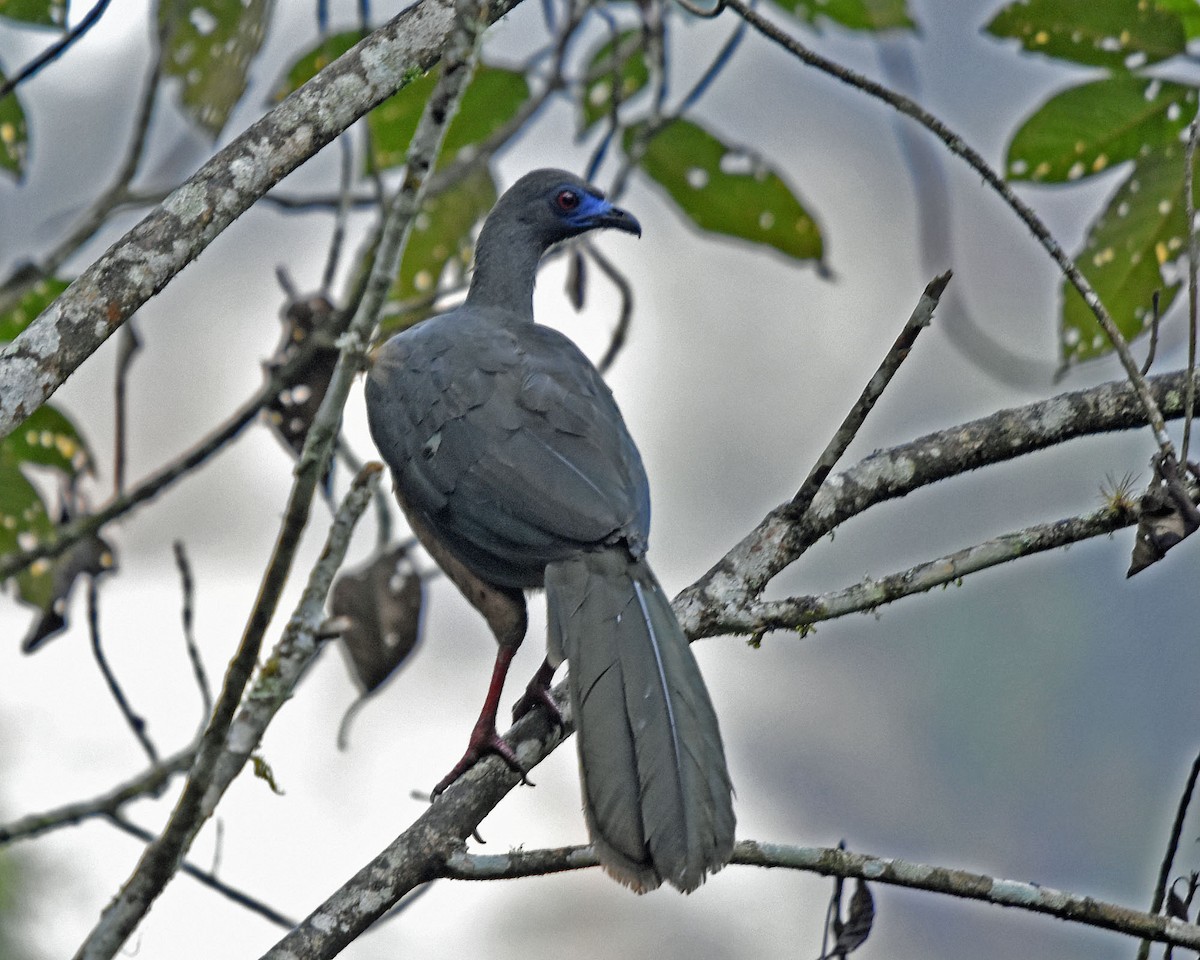 Sickle-winged Guan - ML205811171
