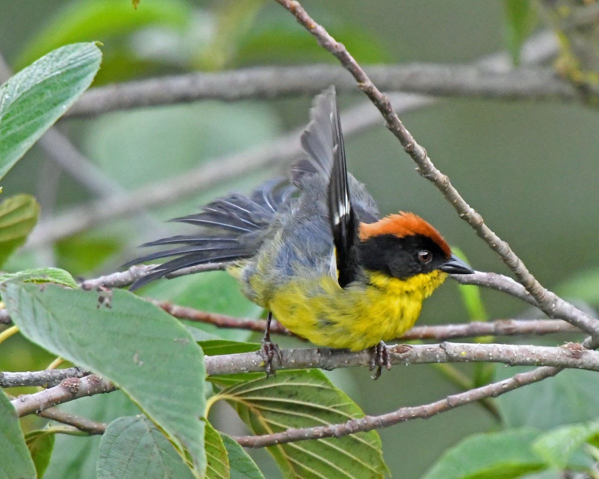 Yellow-breasted Brushfinch (Yellow-breasted) - ML205811181