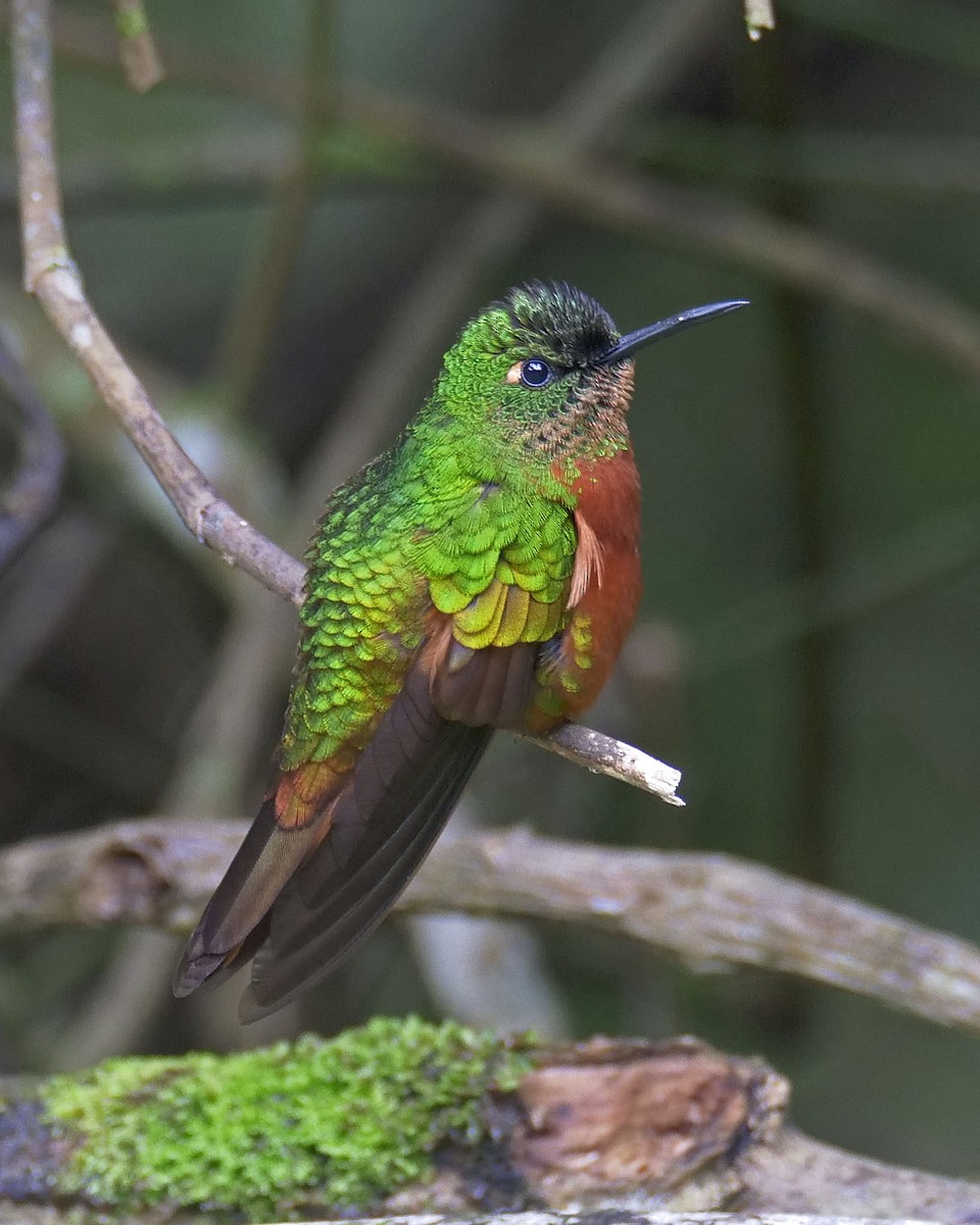 kolibřík peruánský - ML205811191
