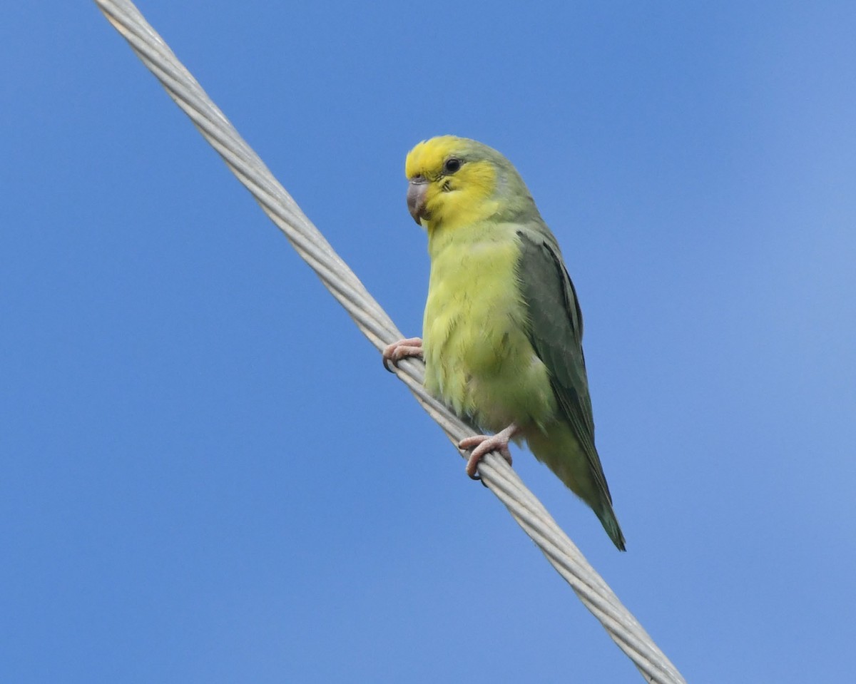 Yellow-faced Parrotlet - ML205811231