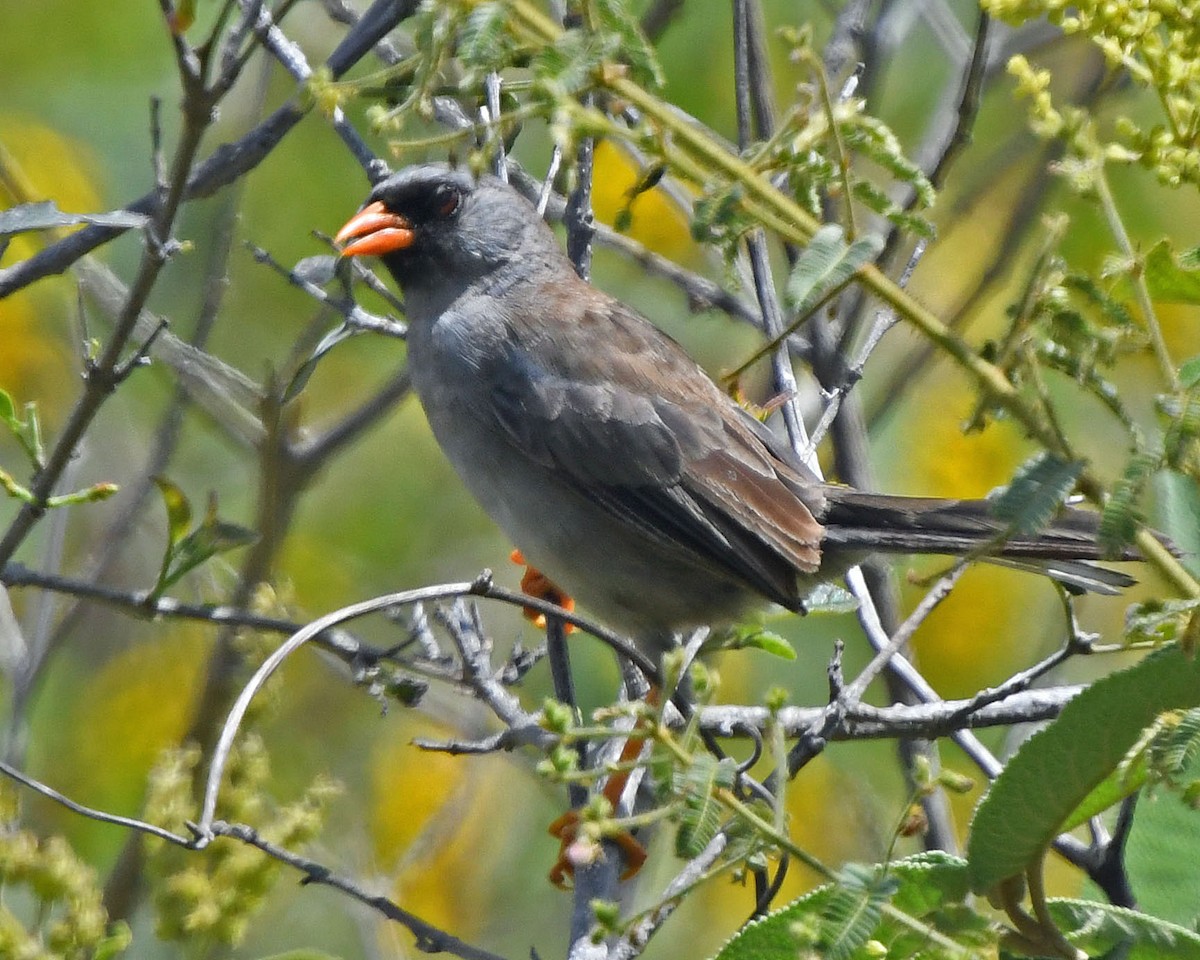 Gray-winged Inca-Finch - ML205811241