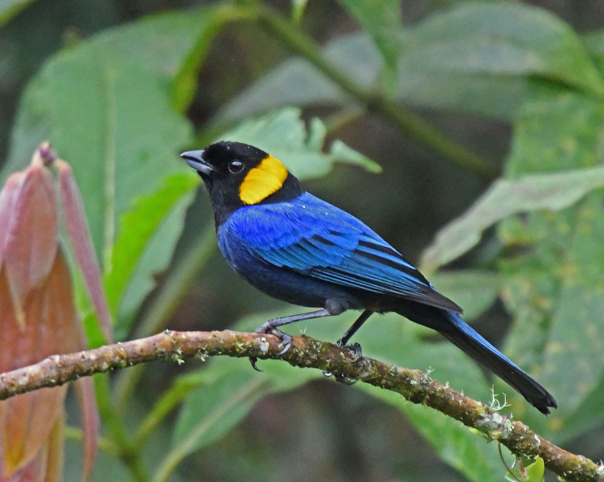 Yellow-scarfed Tanager - ML205811361