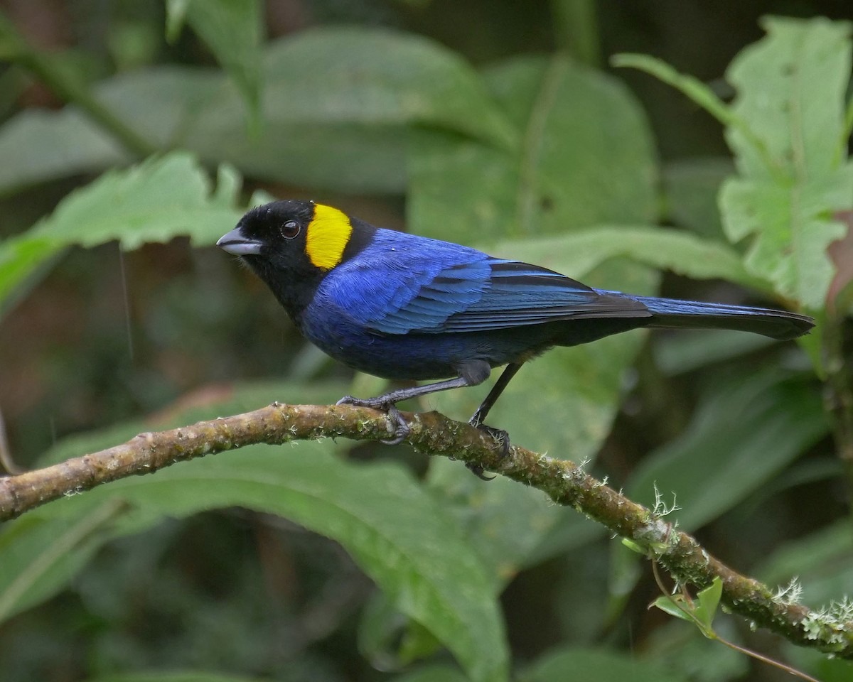 Yellow-scarfed Tanager - ML205811371