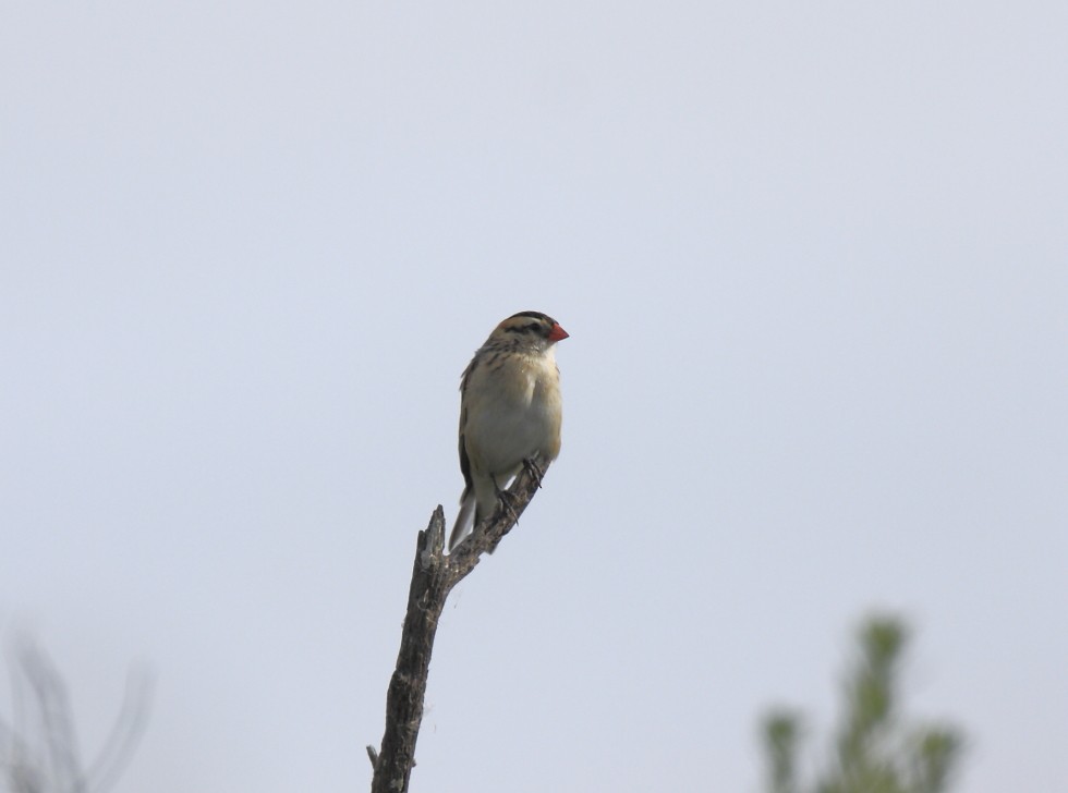 Pin-tailed Whydah - Loutjie Steenberg