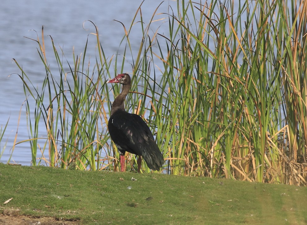 Spur-winged Goose (Southern) - Loutjie Steenberg