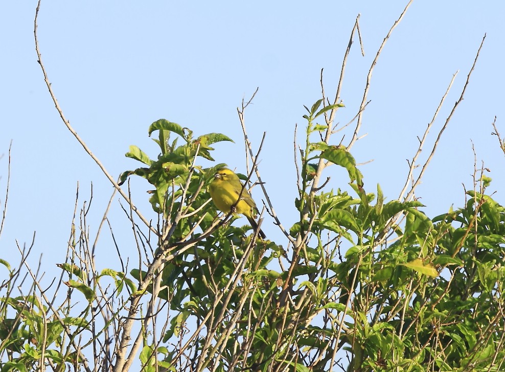 Yellow Canary - Loutjie Steenberg