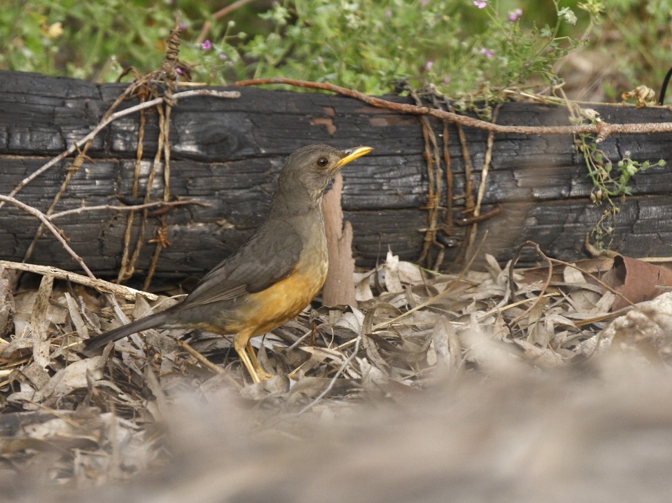 Olive Thrush - Loutjie Steenberg