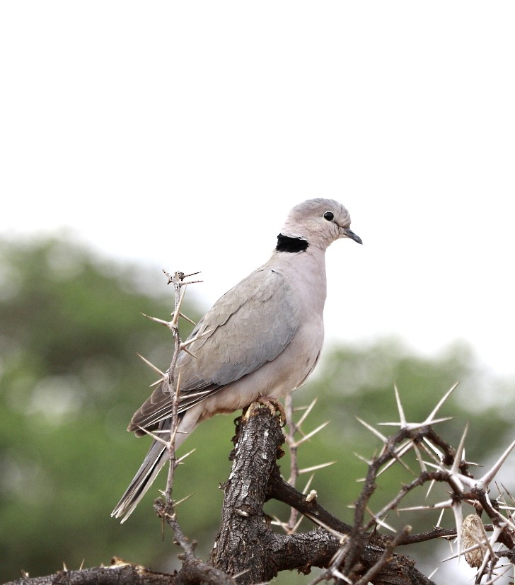Ring-necked Dove - Loutjie Steenberg