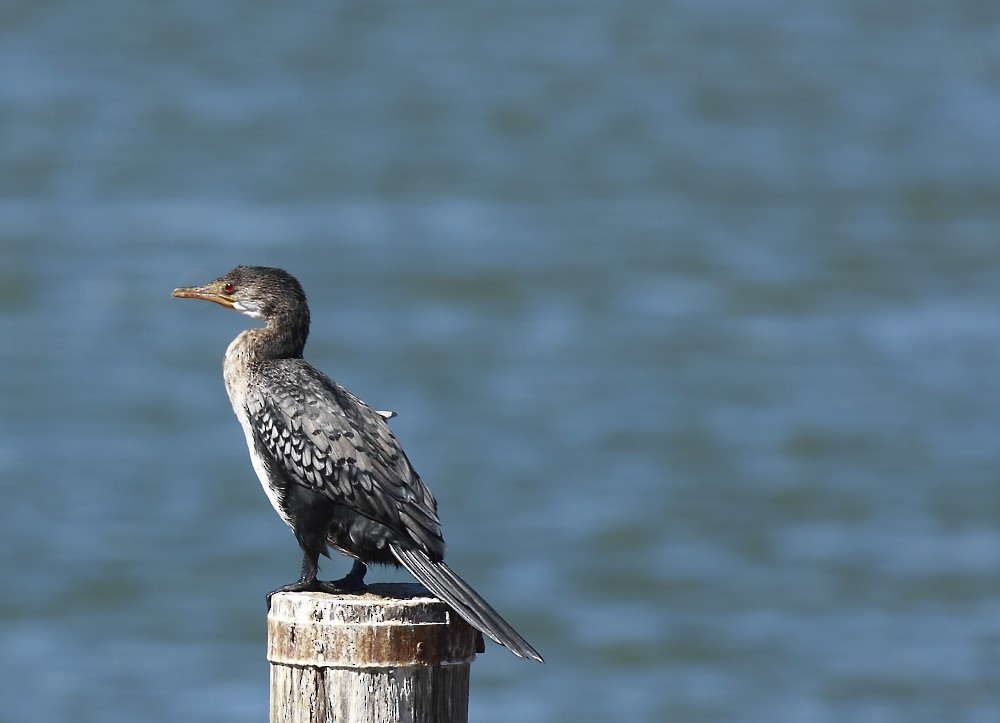 Long-tailed Cormorant - Loutjie Steenberg