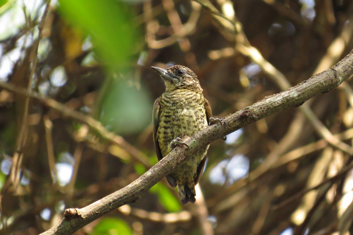 Bar-breasted Piculet - ML205812211