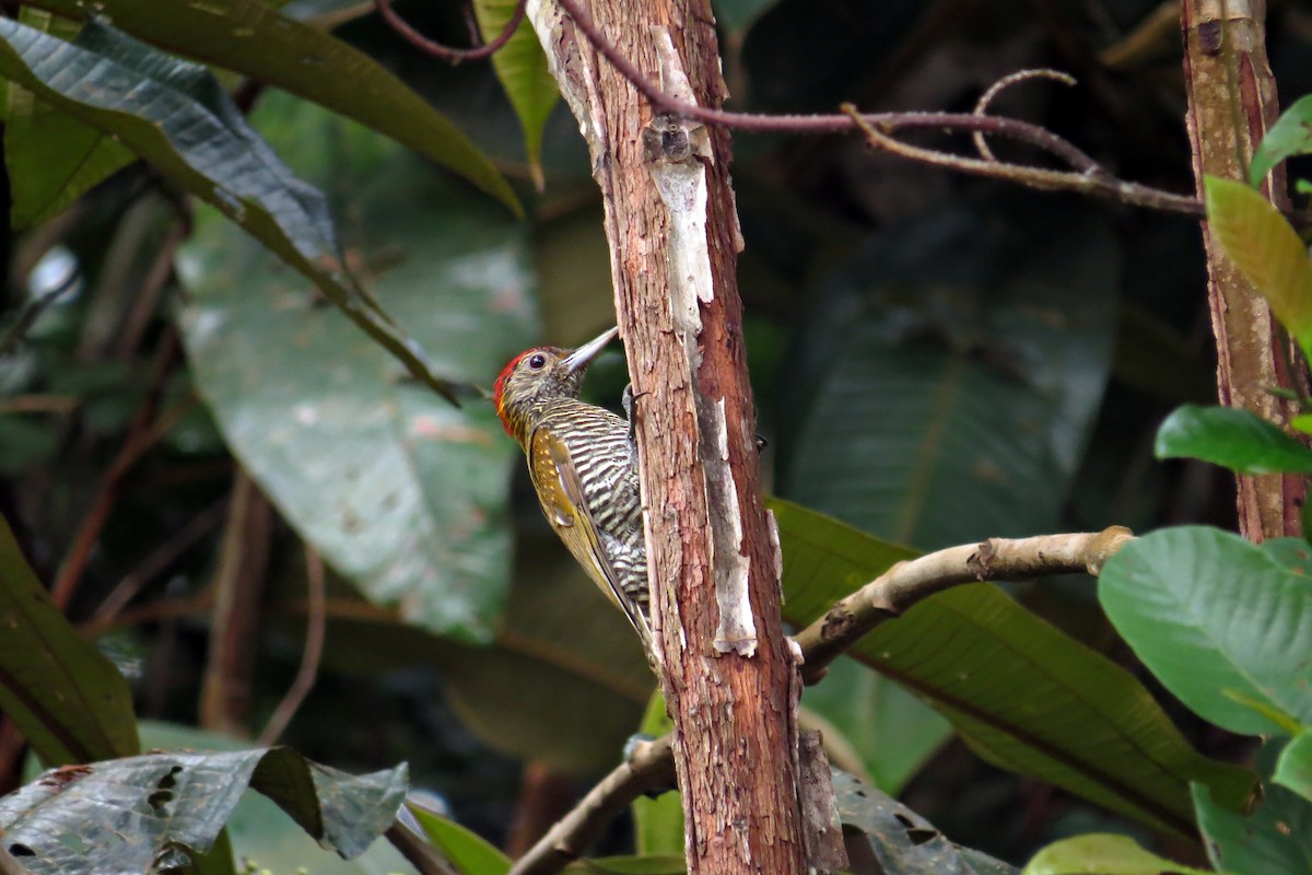 Golden-collared Woodpecker - ML205812301