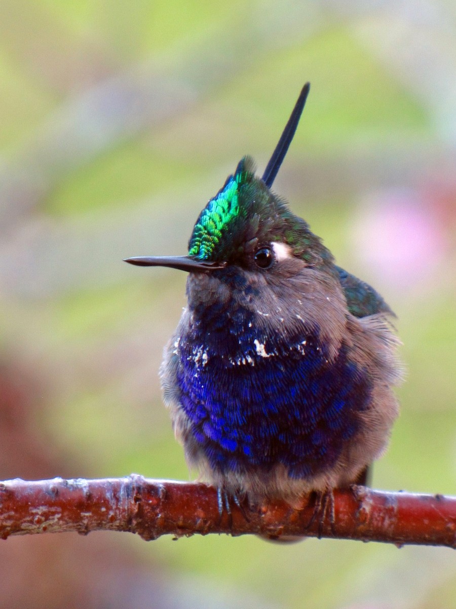 Green-crowned Plovercrest - Tomaz Melo
