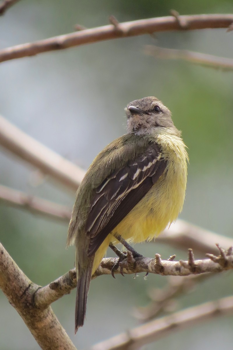 Yellow-crowned Tyrannulet - ML205812391
