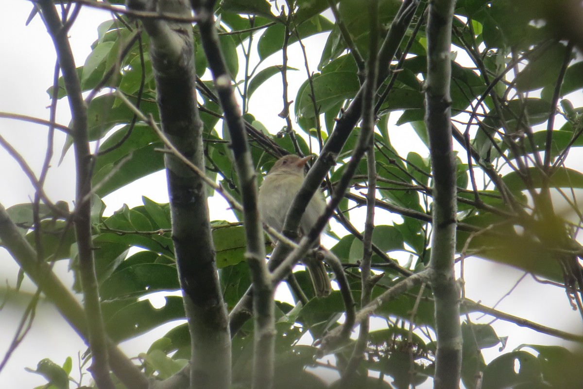 Brown-headed Greenlet - Tomaz Melo