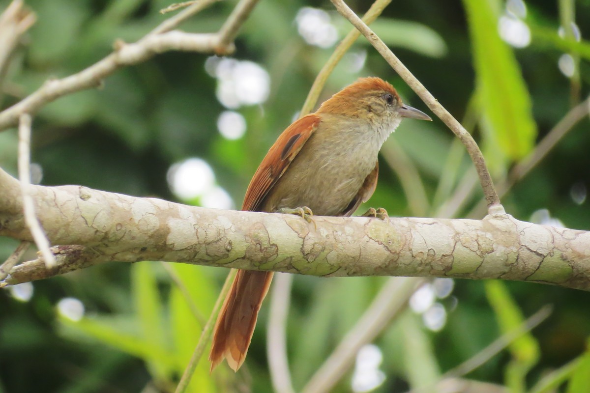 Parker's Spinetail - Tomaz Melo