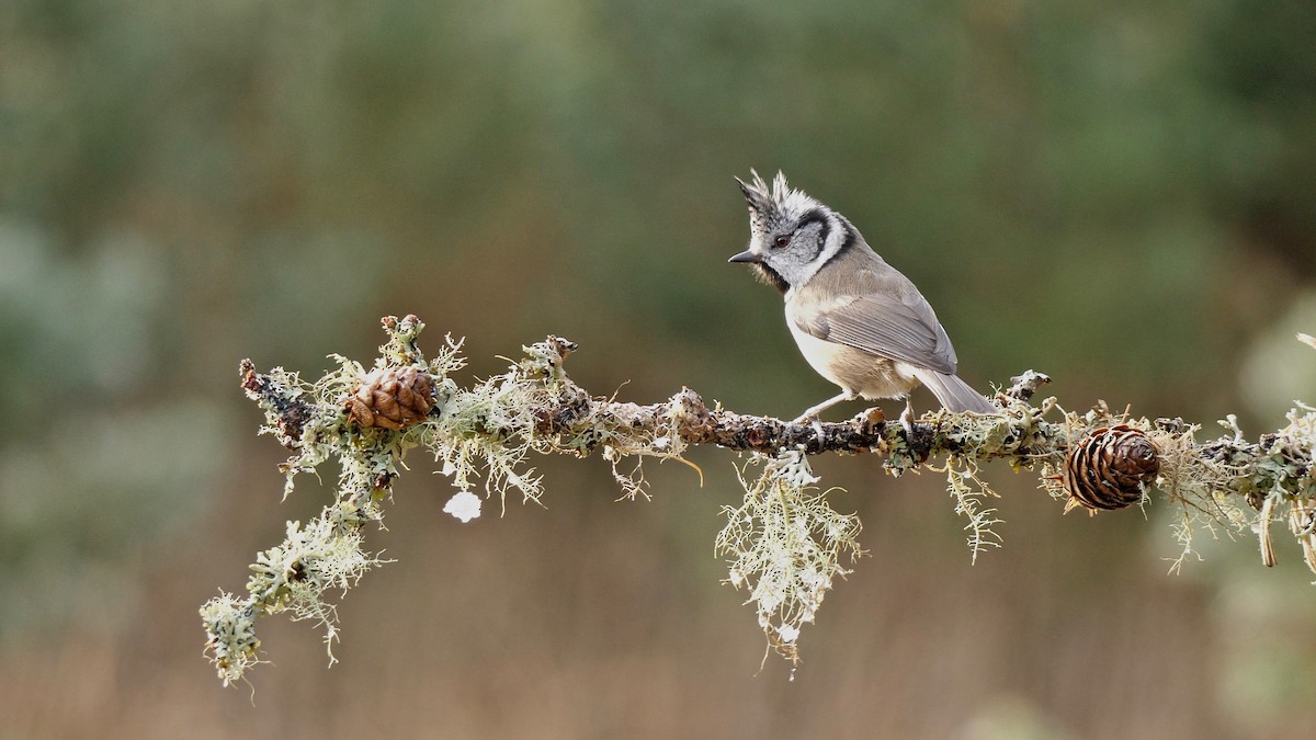 Crested Tit - ML205812711