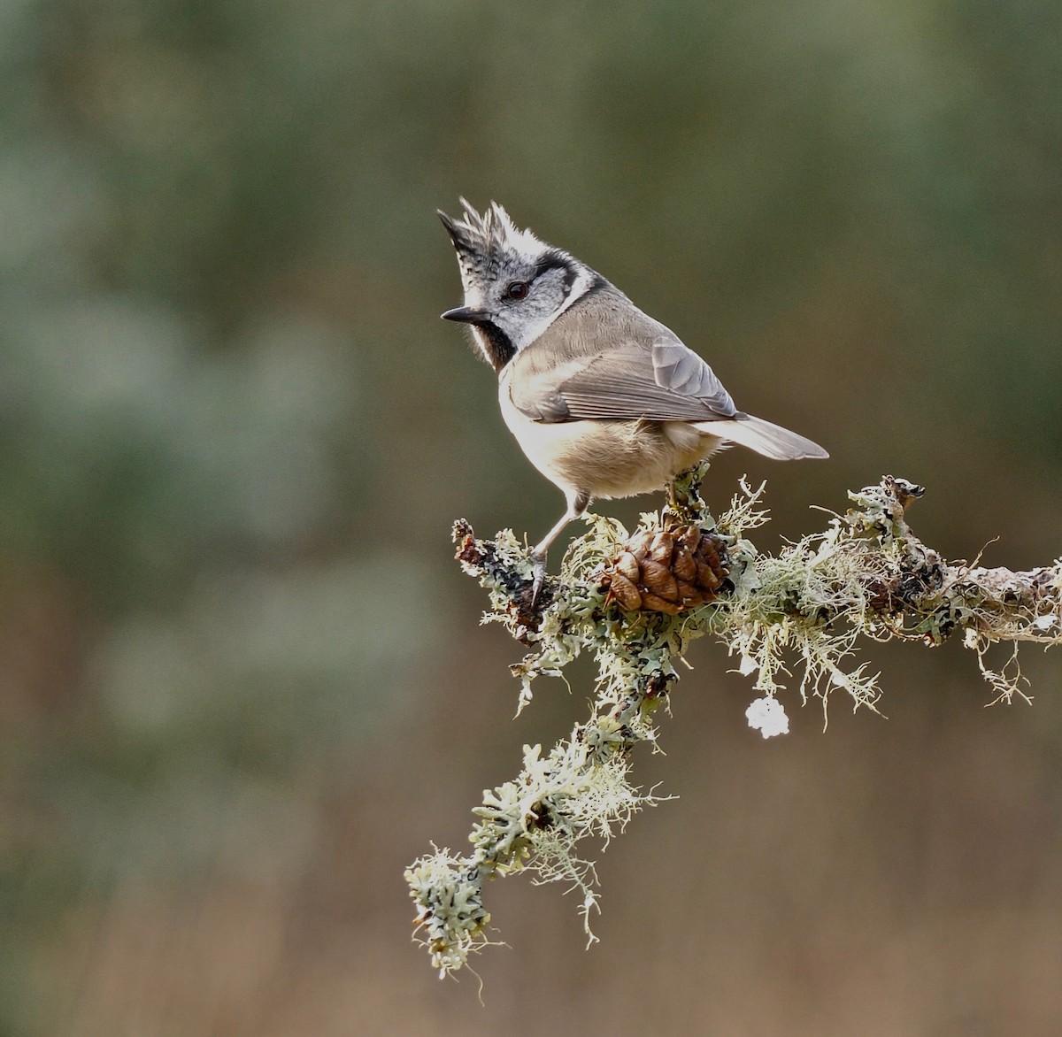Crested Tit - ML205812721