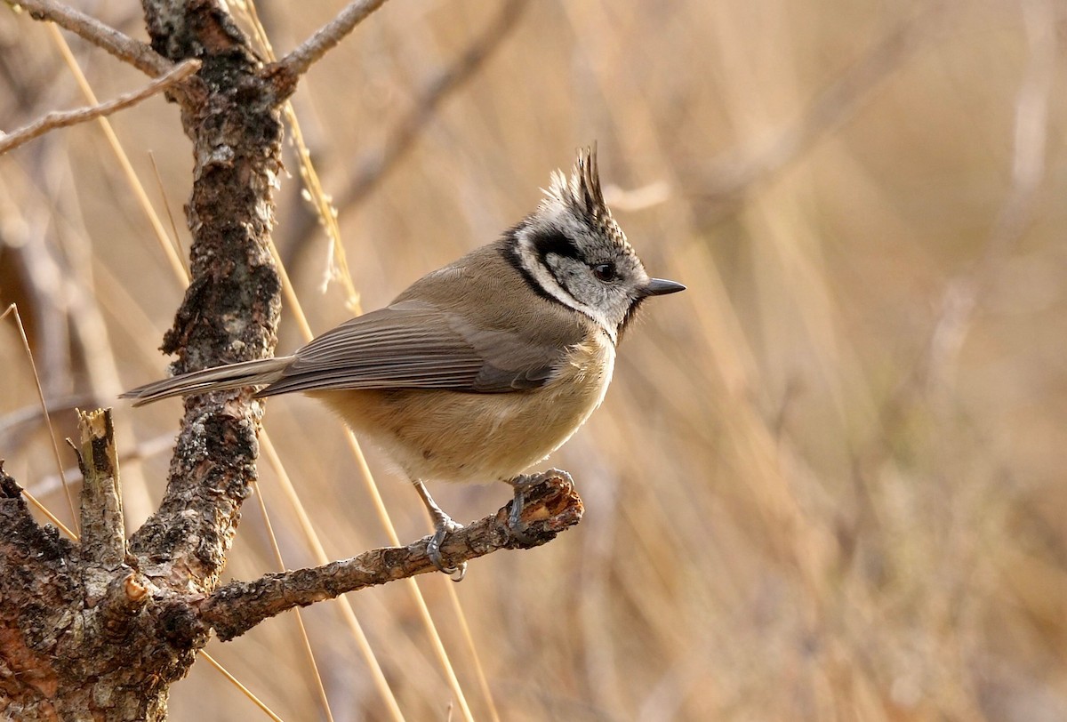 Crested Tit - ML205812731