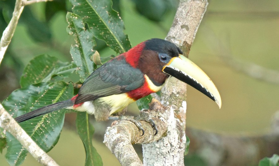 Red-necked Aracari (Western) - eBird