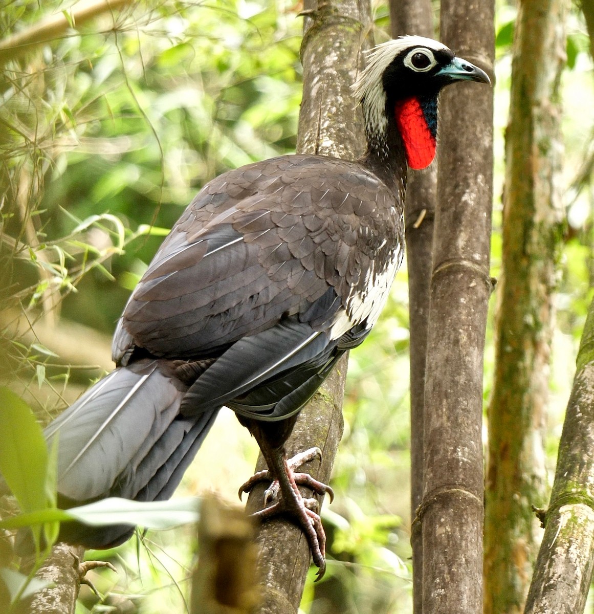 Black-fronted Piping-Guan - ML205812751