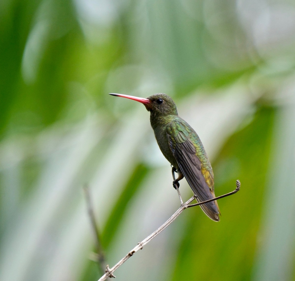 Gilded Hummingbird - Greg Baker