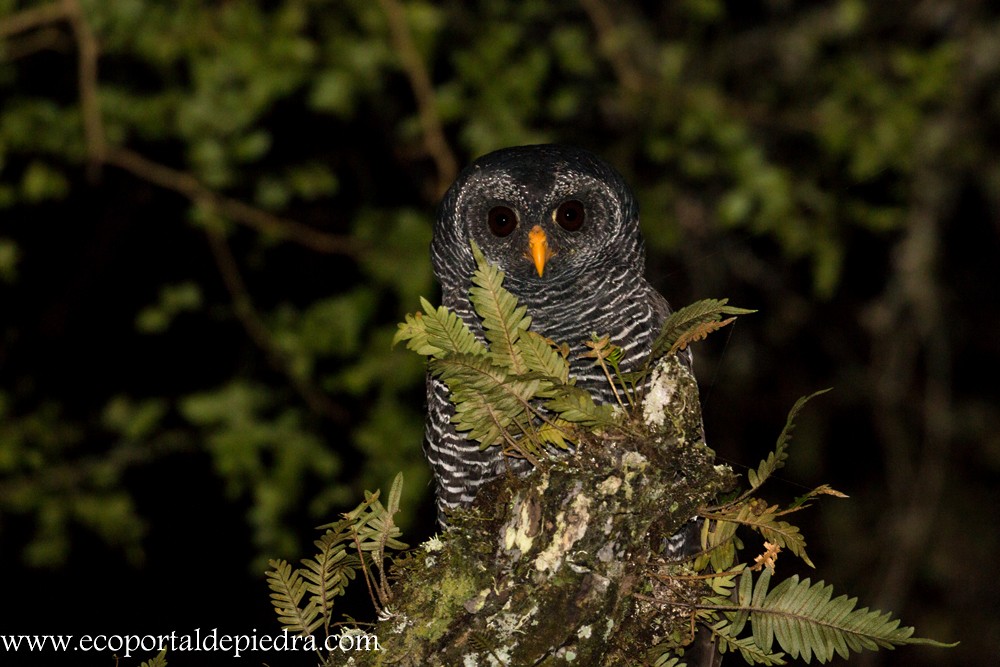 Black-banded Owl - Carlos Cuñado Strelkov