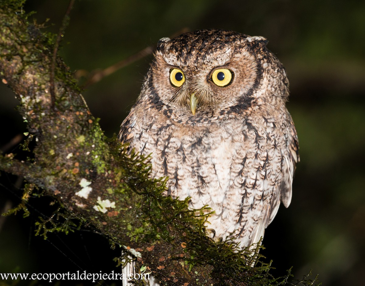 Montane Forest Screech-Owl - ML205813131