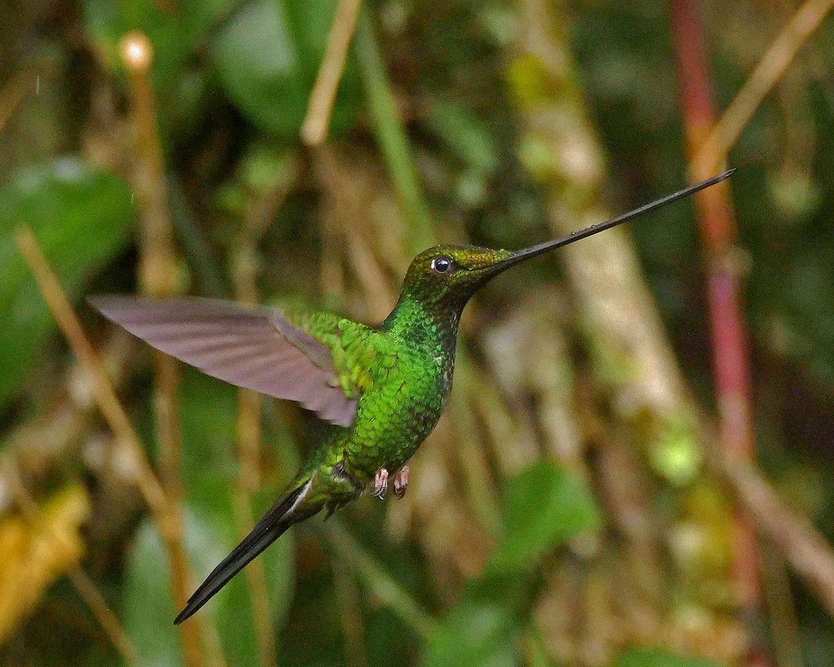 Sword-billed Hummingbird - Tini & Jacob Wijpkema