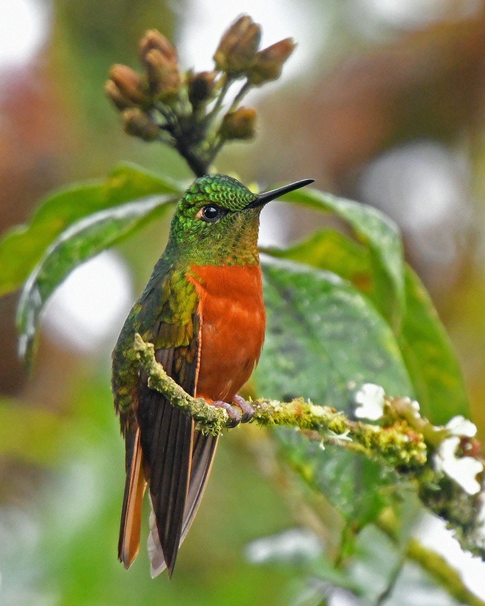 kolibřík peruánský - ML205813351