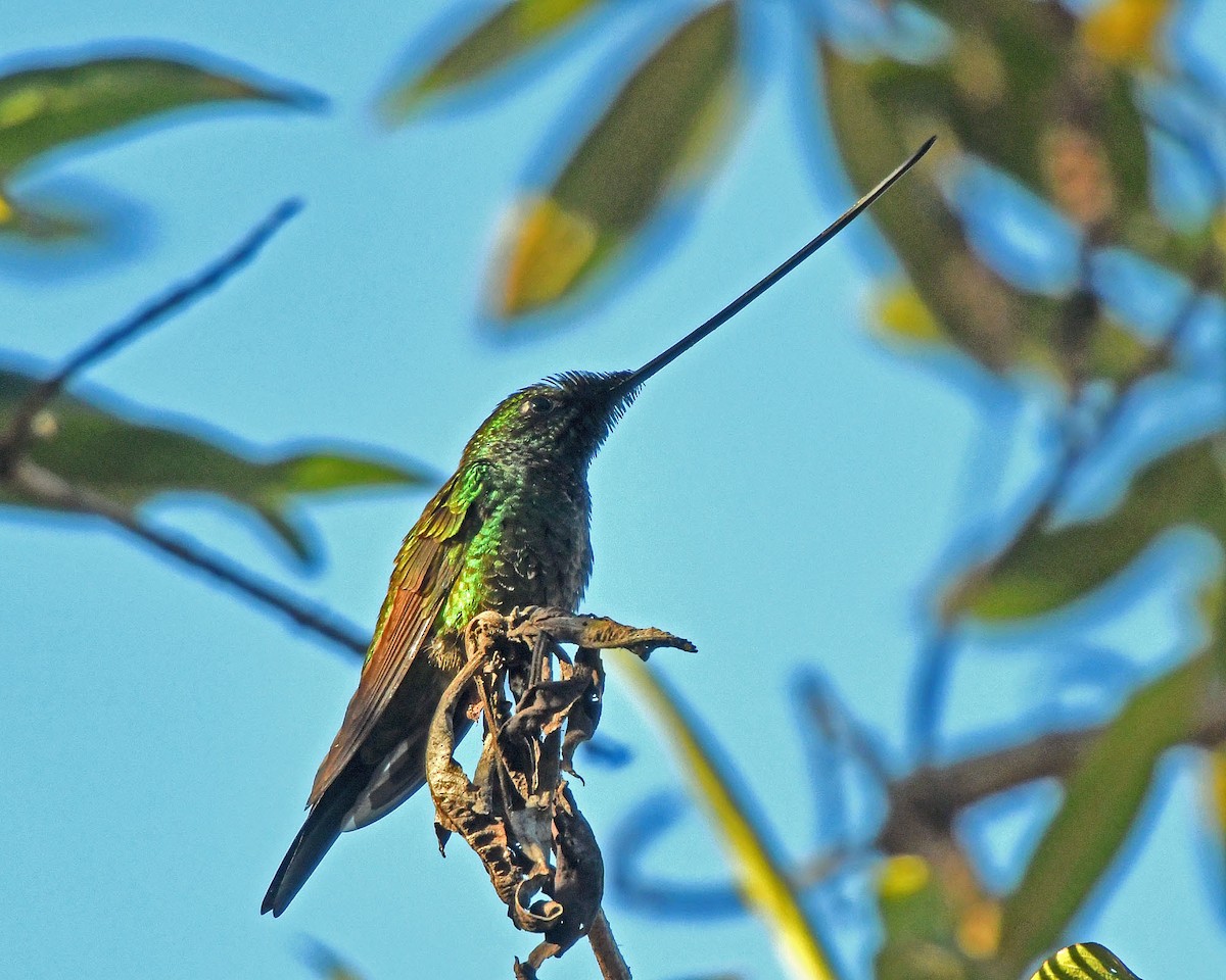 Sword-billed Hummingbird - Tini & Jacob Wijpkema