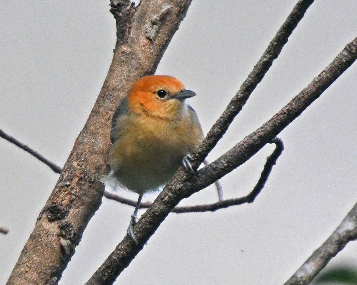 Buff-bellied Tanager - ML205813581