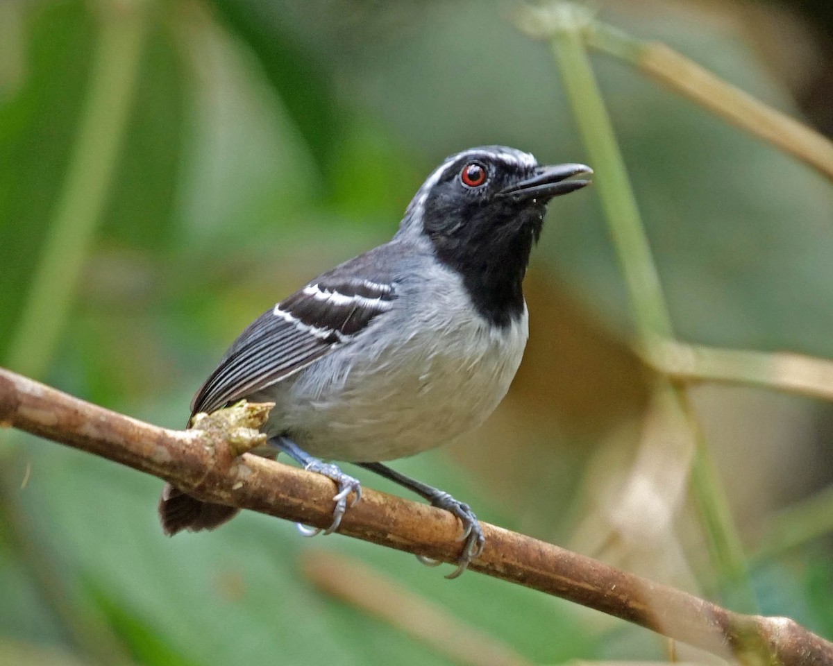 Black-faced Antbird - ML205813641