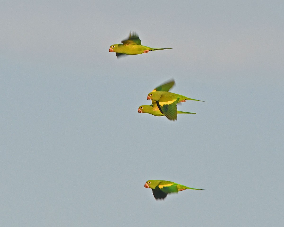 Yellow-chevroned Parakeet - Tini & Jacob Wijpkema