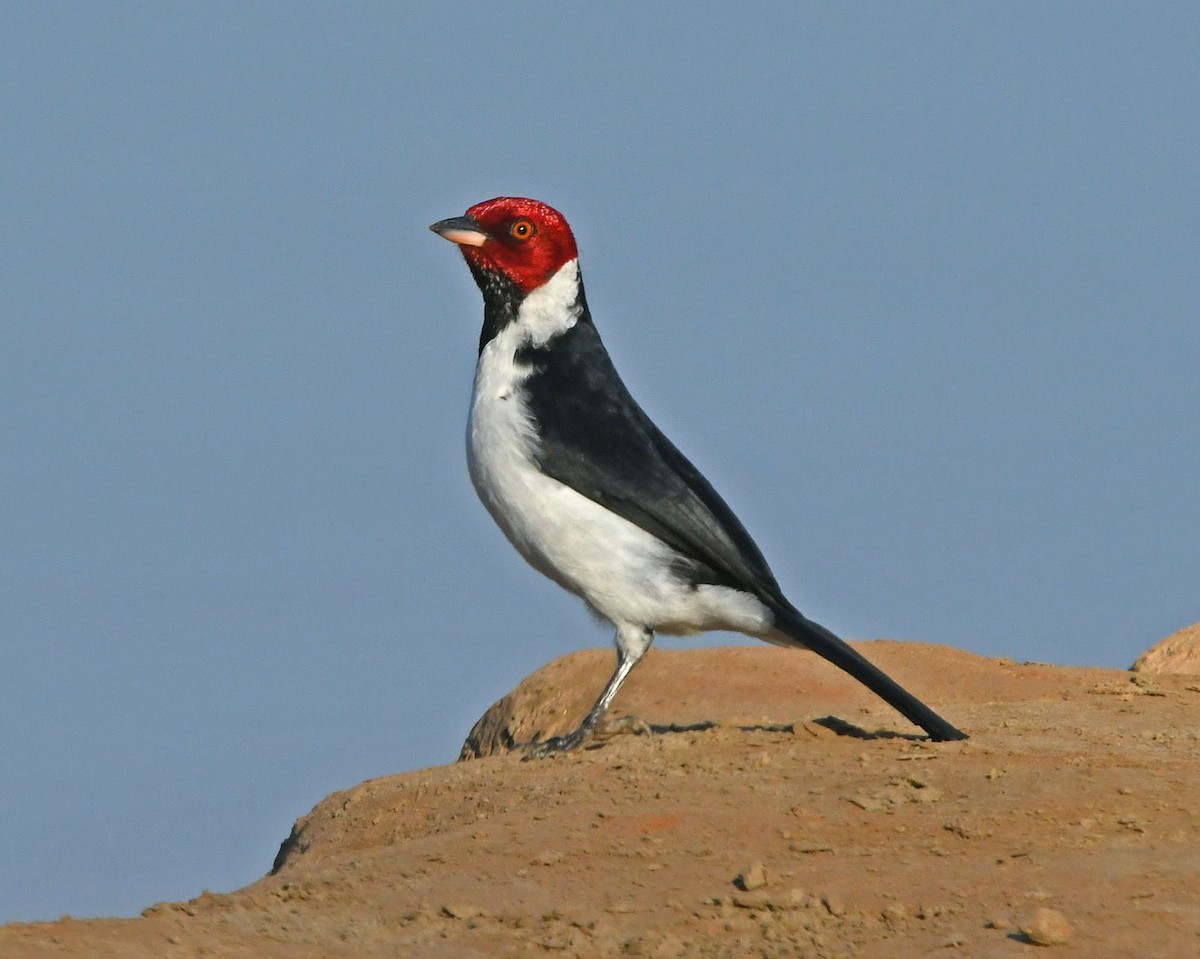 Red-capped Cardinal (Bolivian) - ML205813781
