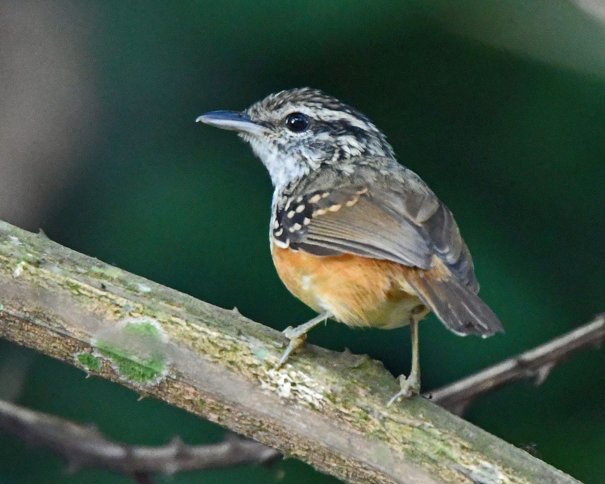 Peruvian Warbling-Antbird - Tini & Jacob Wijpkema