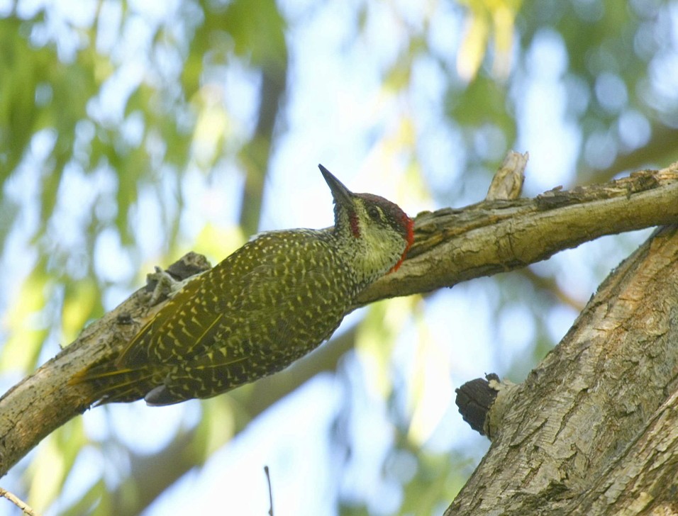 Golden-tailed Woodpecker (Golden-tailed) - Loutjie Steenberg