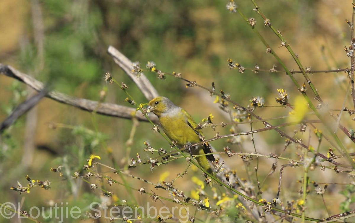 Cape Canary - Loutjie Steenberg