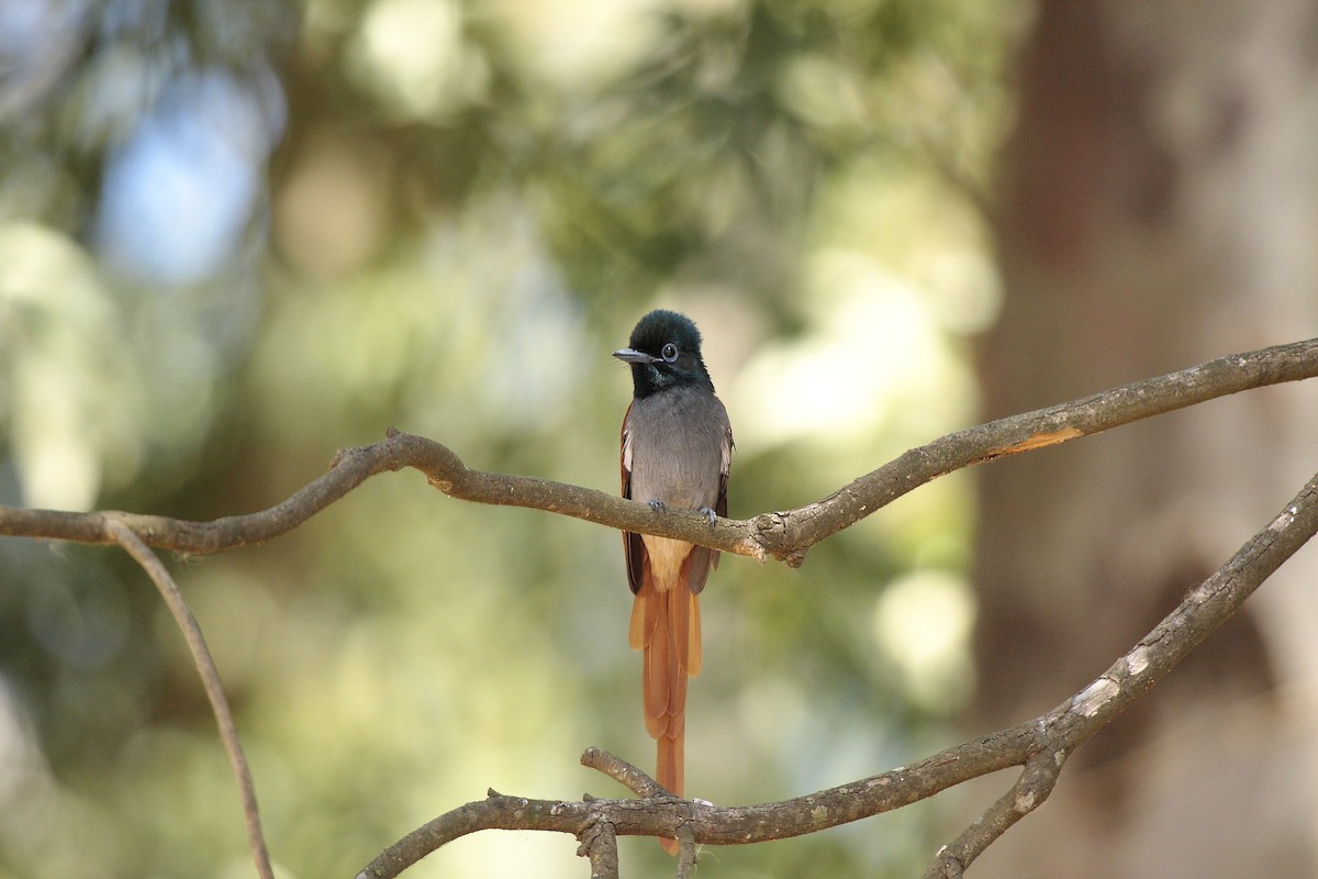 African Paradise-Flycatcher - Loutjie Steenberg