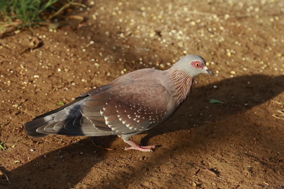 Speckled Pigeon - Loutjie Steenberg
