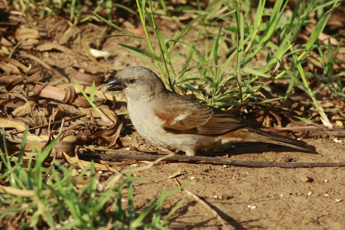 Southern Gray-headed Sparrow - Loutjie Steenberg