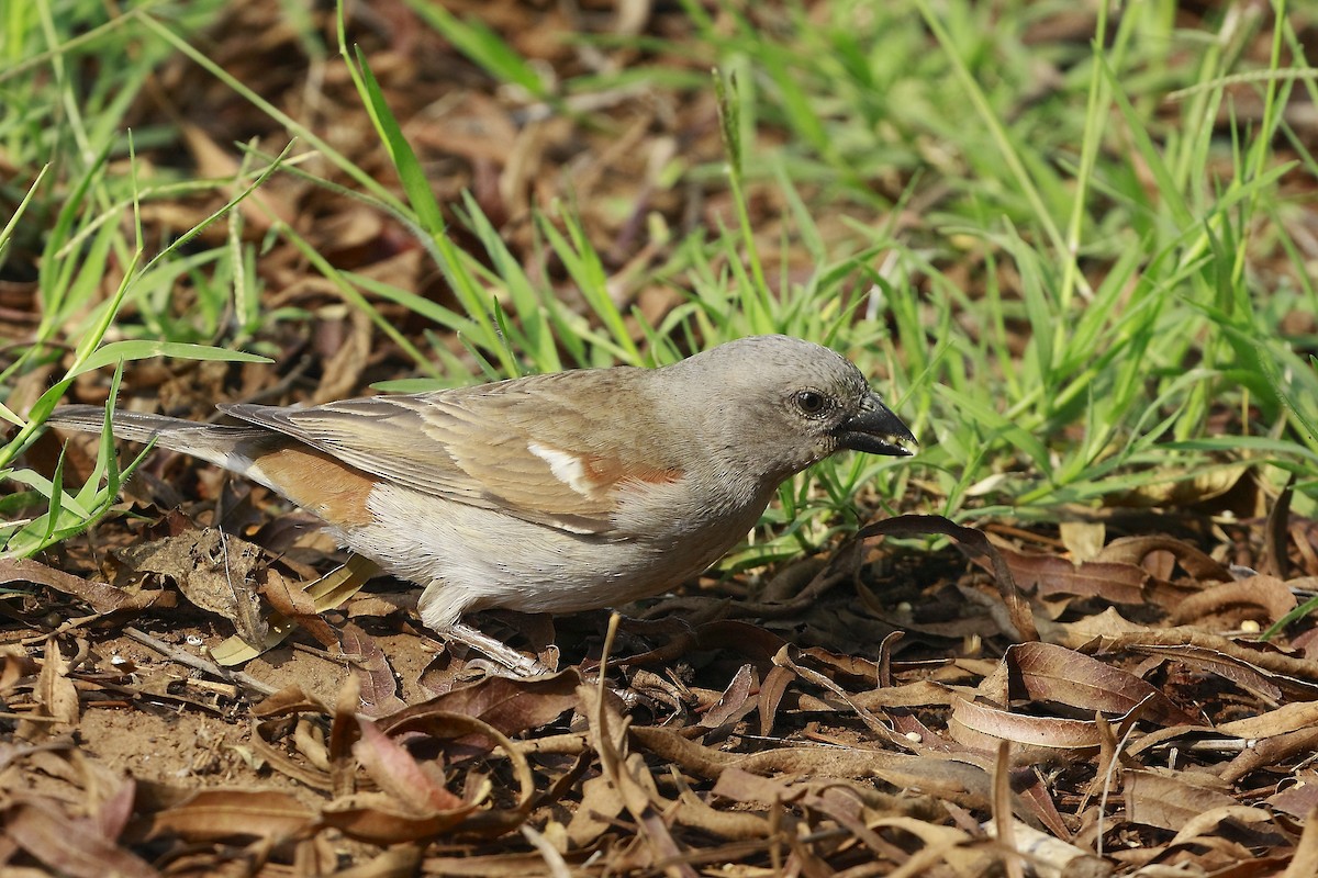 Southern Gray-headed Sparrow - ML205814561