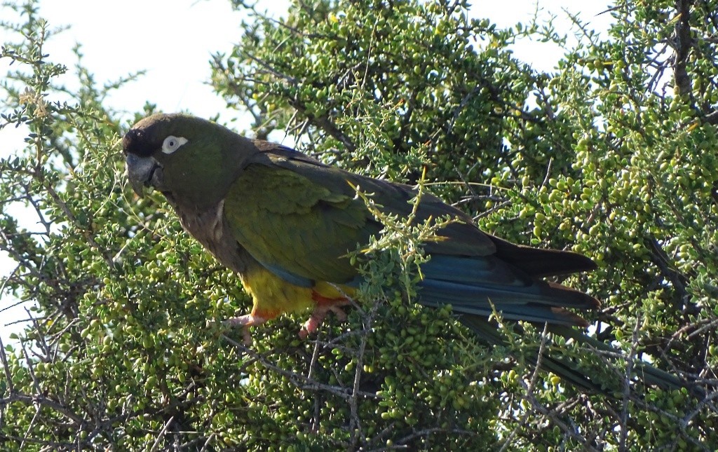 Patagonya Papağanı - ML205814691