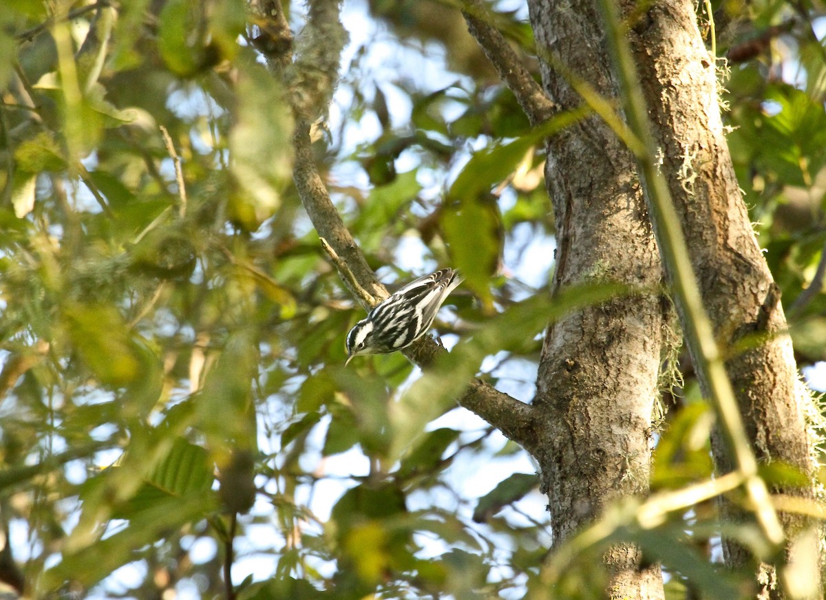 Black-and-white Warbler - Adam Dudley