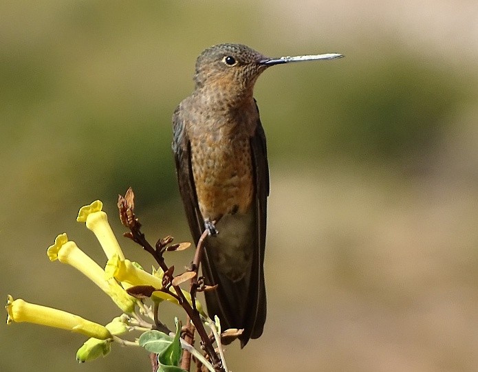 Giant Hummingbird - Nollie Marissen