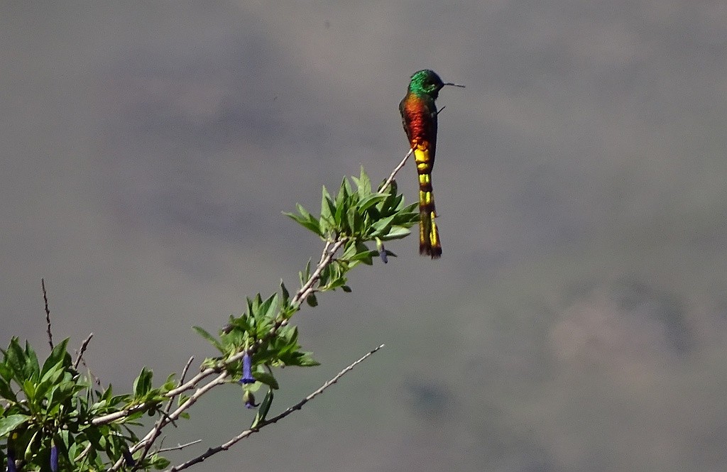 Red-tailed Comet - ML205814781