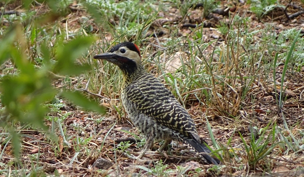 Green-barred Woodpecker (Golden-breasted) - ML205814851