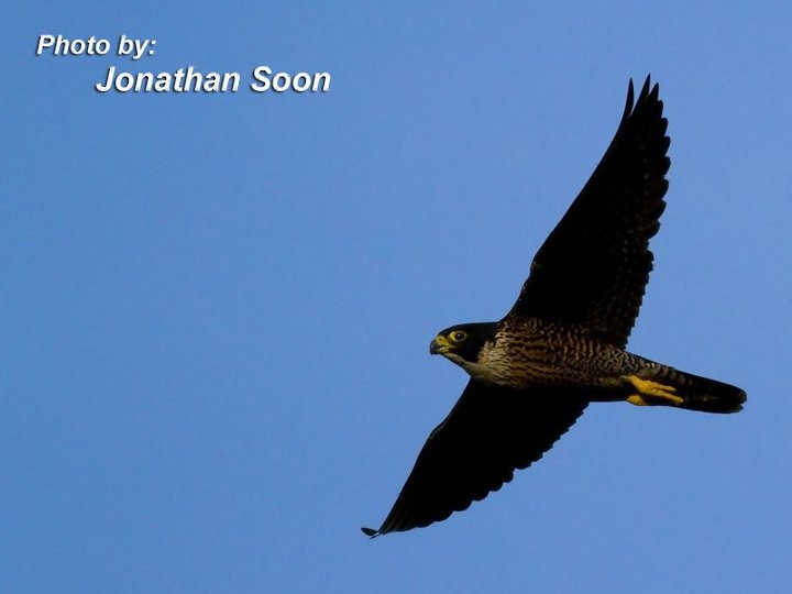 Peregrine Falcon (Indo-Pacific) - Jonathan Soon