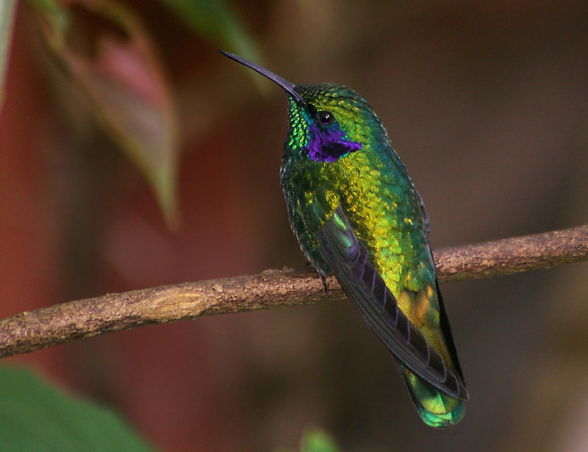 Lesser Violetear (Costa Rican) - Chris Chafer